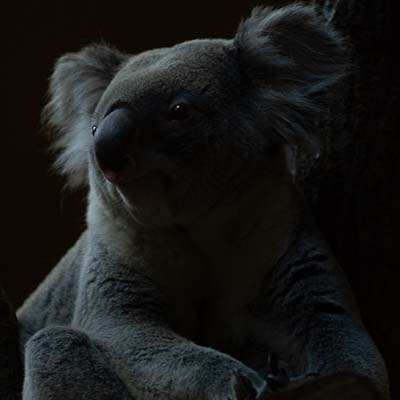 東山動物園のコアラ（写真）